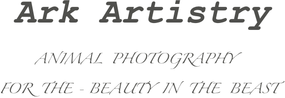       Ark Artistry      
           ANIMAL  PHOTOGRAPHY
   FOR  THE - BEAUTY  IN  THE  BEAST